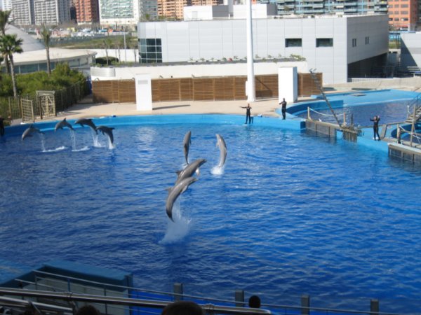 dolphin show 