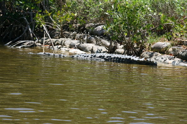 Everglades: No Risk - No Fun