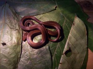 The Redbelly Litter Snake