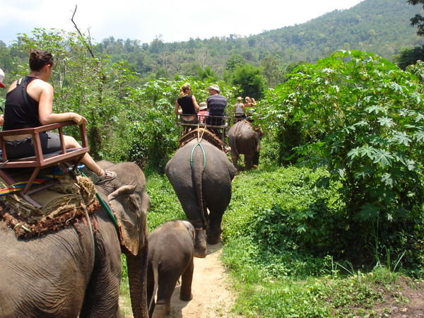 elephant riding