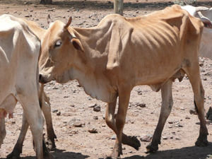 Emaciated cow