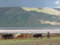 Cattle at Lake Bogoria