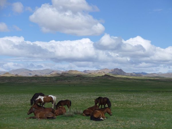 Horses in landscape