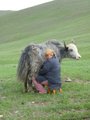 Milking yak