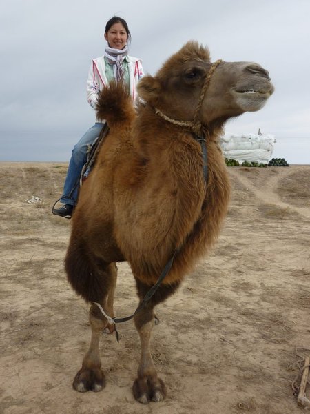 Gazizas camel
