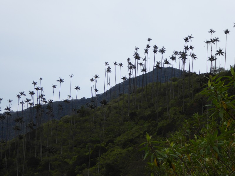 Valle de Cocora is famous for 60 metre palms