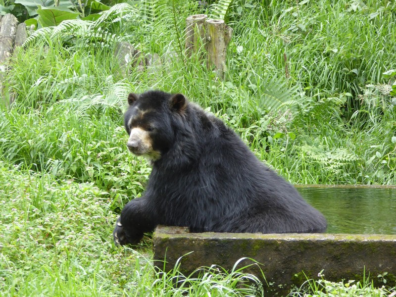 Chuche the spectacled bear takes a bath