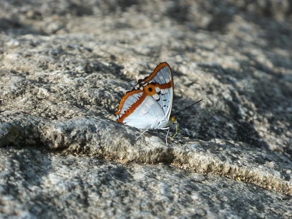 Butterfly / Motylek 