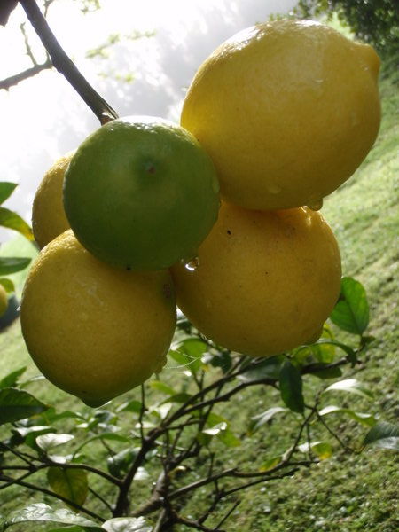 Morning lemons / Ranni citrony 