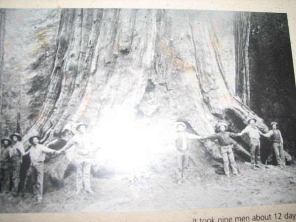 Sequoia Tree Killers!!