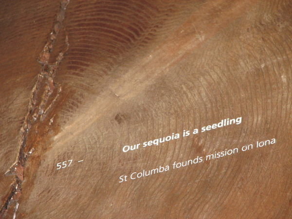 Sequoia Tree's birthday