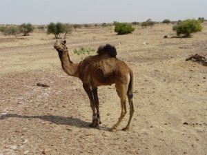 Camels & Desert