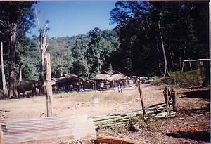 Elephant Camp 1