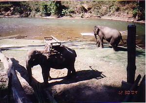 Elephant Camp 2
