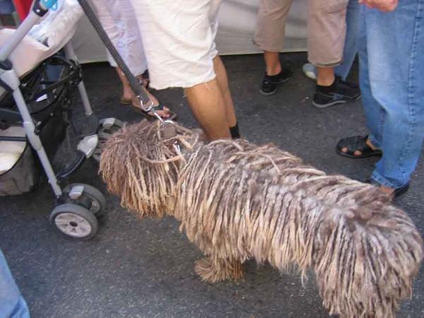 Dog with Dreads