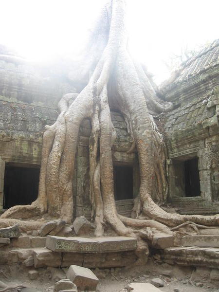 Temple Ta Prohm dans Angkor