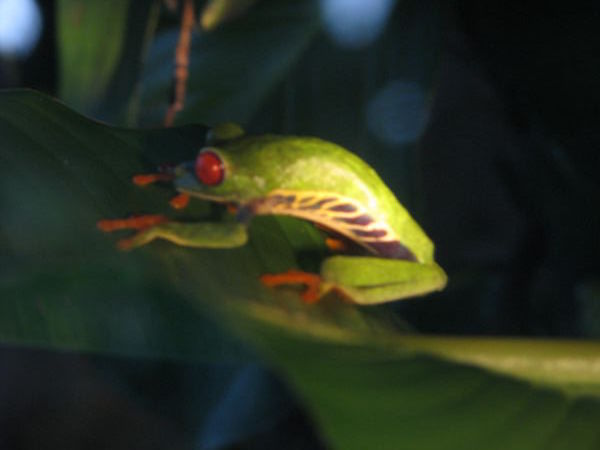 La fameuse red eyed tree frog du Costa Rica!