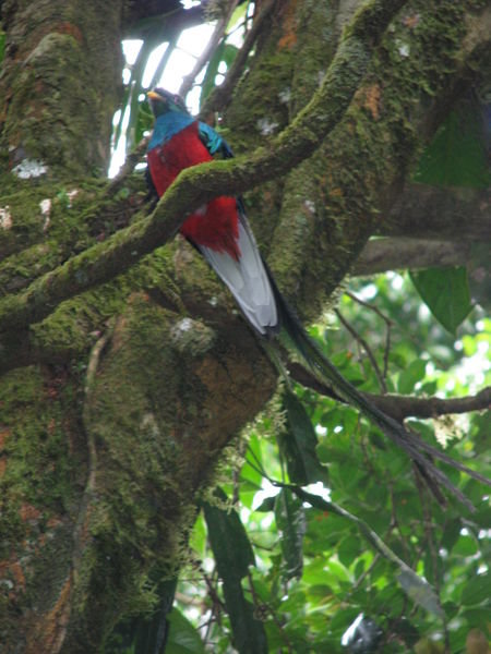 Quetzel, oiseau du Costa Rica