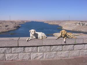 Cats, dogs, all are strays in Egypt