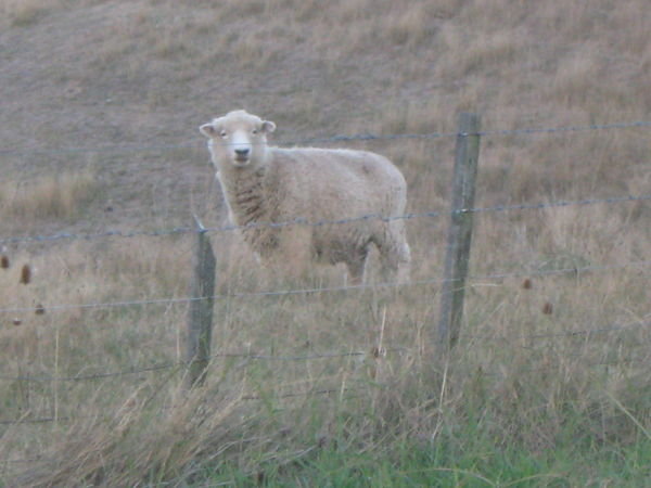 The obligatory sheep photo