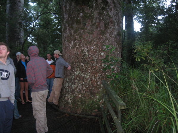 a Kauri tree
