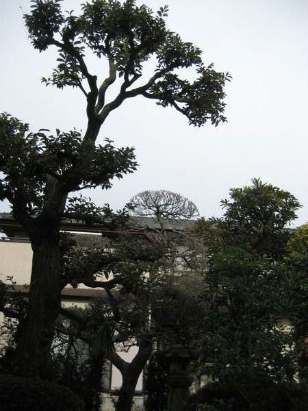 Les arbres sont magnifiques au Japon.  Claude voici un peu d'inspiration