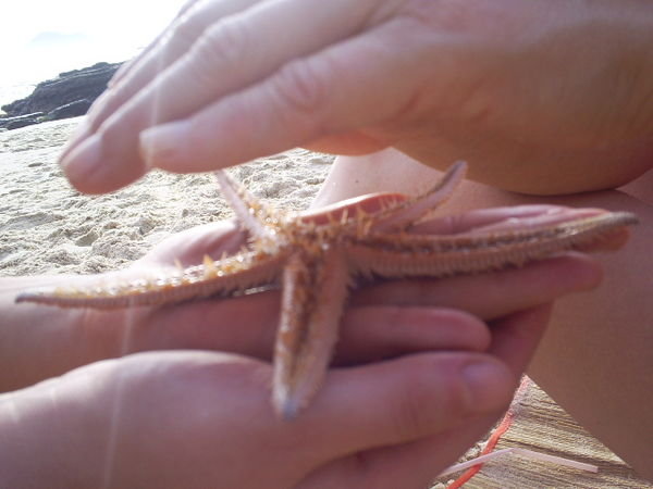 Reiki para una estrella de mar perdida en la playa
