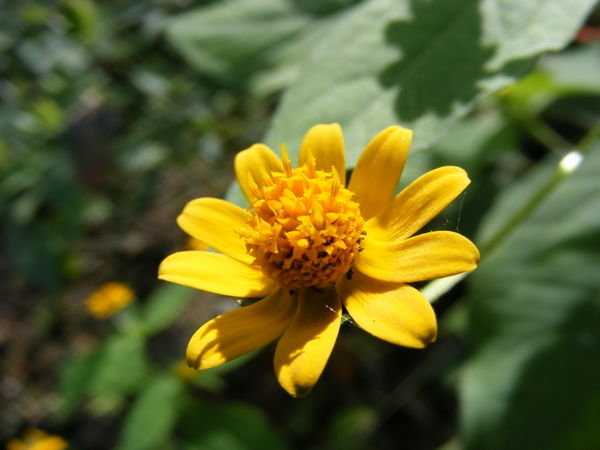 Sun flower =)