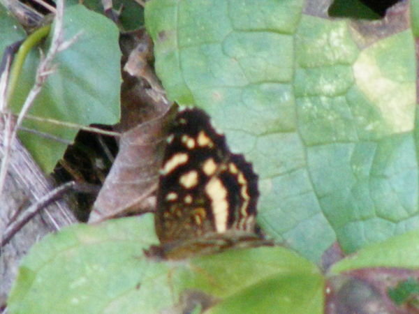 Happiness, you always appers when its a butterfly near to me