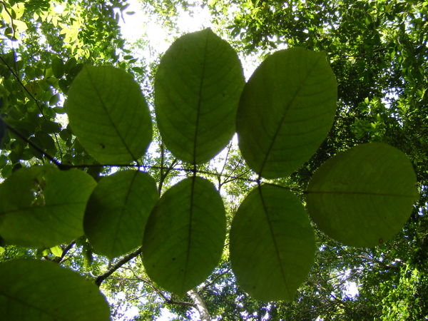 7 leaves, magic mayan number