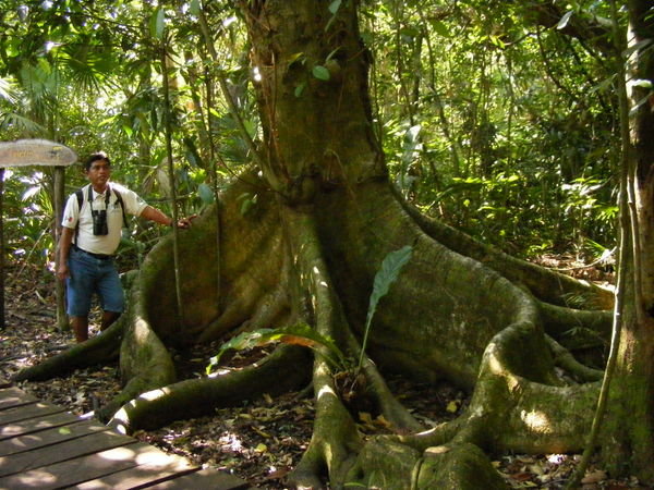 Giant ficus, mayan called the friend tree, because helps others to settled roots