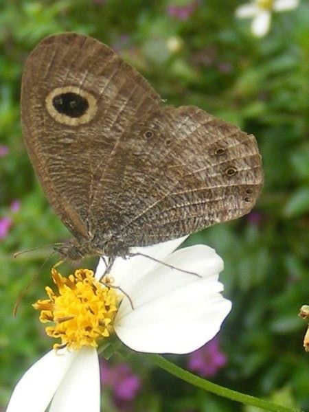 Butterfly and white flower