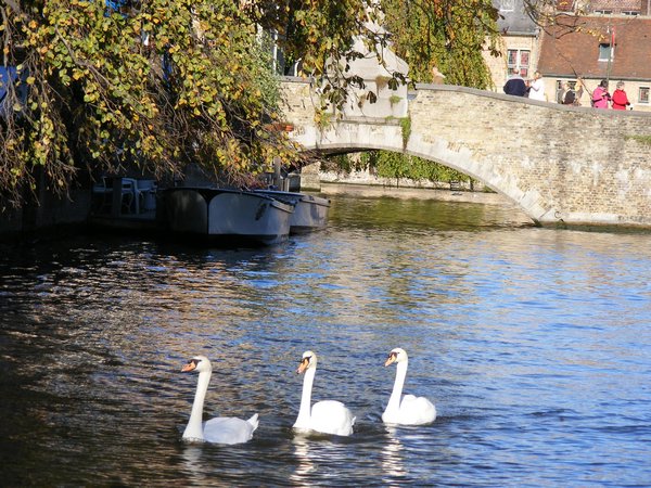 Swans undr the bridge