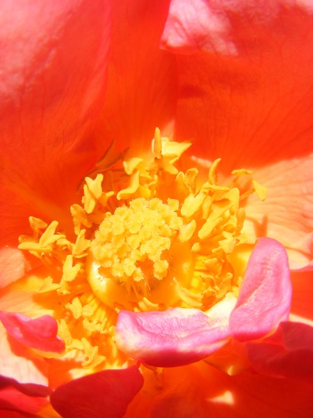 Rosa del jardín de Don Pedro