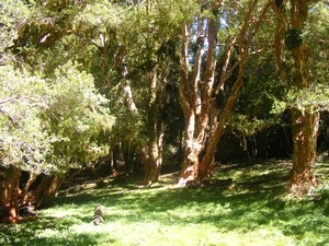 Bosque de arrayanes 