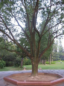 Deng's tree
