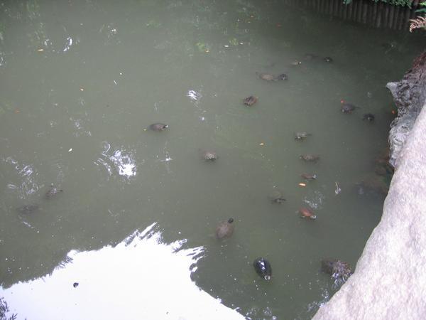 Many turtles