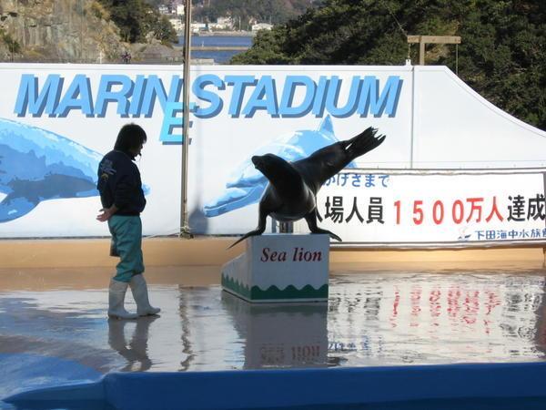 Sea Lion Show 1