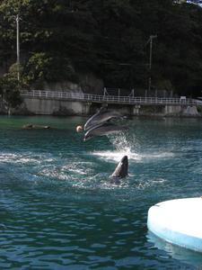 Dolphin Synchronized Jump