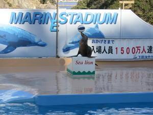 Sea Lion Show 3