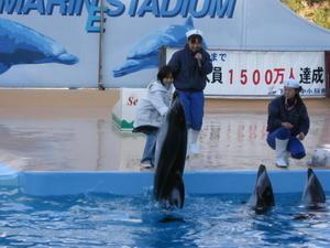 Dolphin Show 1