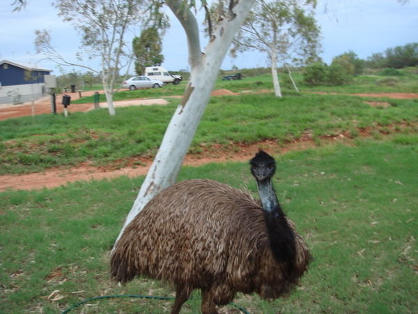 An Emu visitor