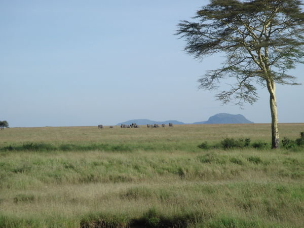 Elephants in the Serengeti