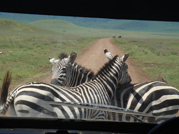 Zebras in hiding...