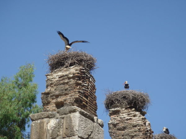 The Selcuk Storks