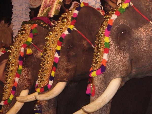 Elephants at the festival