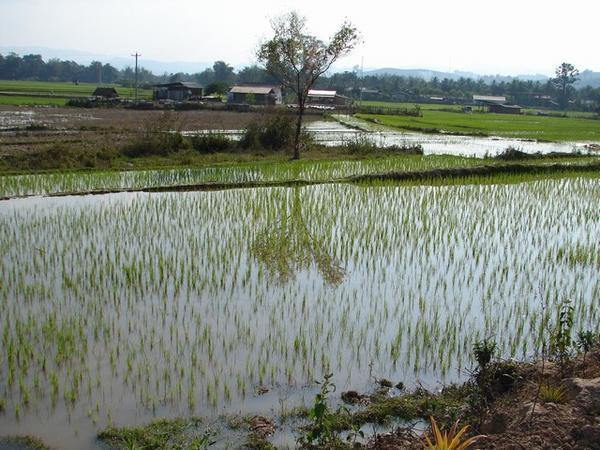 Rice, rice and rice near Luang Nam Tha