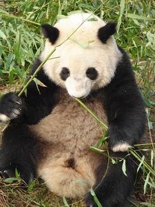 A cute panda