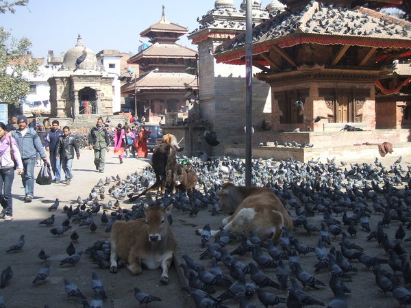 Typical Nepal!