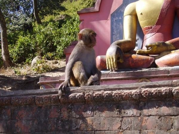 Grr - a monkey at Swayambunath